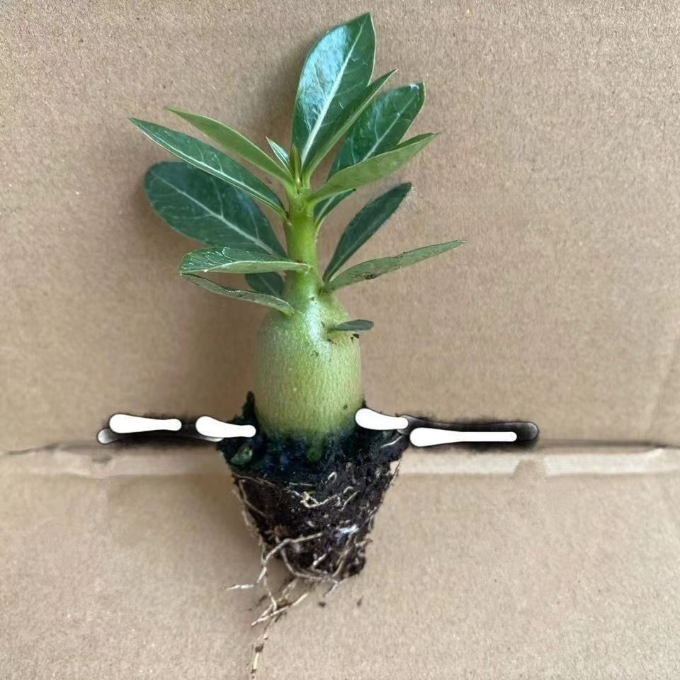 🔥Desert Rose Bulb Flower – “Just Water to Thrive for 100 Years”